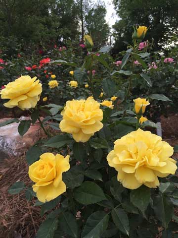 Beaumont Botanical Gardens 